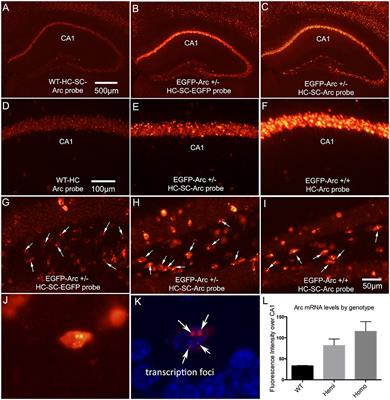 Delayed Degradation and Impaired Dendritic Delivery of Intron-Lacking EGFP-Arc/Arg3.1 mRNA in EGFP-Arc Transgenic Mice